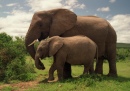 Parc national des éléphants d'Addo