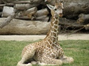 Bébé Girafe