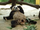 Panda + Bambou = Panda Paresseux