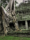 Arbre d'Angkor Wat, Cambodge