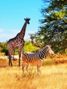 Zèbre et Girafe en Namibie