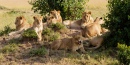 Lions prenant un bain de soleil