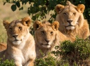Portrait d'une famille de lions
