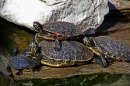 Des tortues prennent un bain de soleil