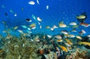 Plongée sous-marine à Kagoshima, Japon