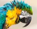 Portrait d'un perroquet