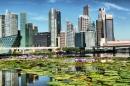 Fleurs de Lotus et Singapour à l'horizon