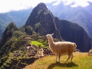 Lama au Machu Picchu, Pérou