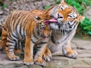 Tigres Amur