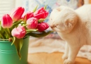 Tulipes roses et chat blanc