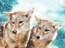Couple de Coyotes