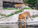 Tigre du Bengale buvant de l'eau