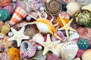 Coquillages, étoiles de mer et perles colorés