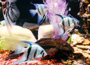 Poisson de couleur dans un aquarium récifal