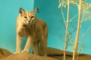 Caracal curieux