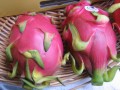 Dragon de fruits