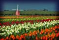 Festival de la tulipe et des sabots de bois