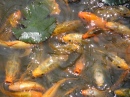 Un étang rempli de carpes