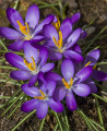 Premiers crocus