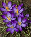 Premiers crocus