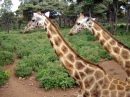 Centre Giraffe, Nairobi
