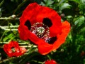 Coquelicot
