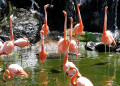 Flamants roses
