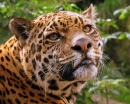 Jaguar, Zoo d'Edinburgh