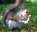 Écureuil à Greenwich Park, Londres