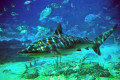 Requin dans le monde de la mer