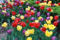 Tulipes