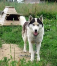 Ferme à Husky