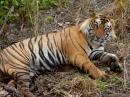 Tigre de Bengal