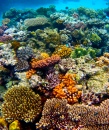La grande barrière de corail