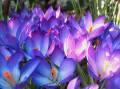 Crocus pour le printemps