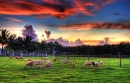 Moutons au coucher de soleil