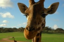 La girafe est le seul animal né avec des cornes