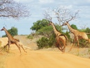 Parc National de Tsavo East