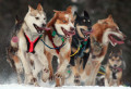 Cérémonie de départ de l'Iditarod, Anchorage, Alaska