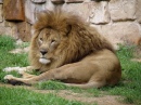 Lion parresseux