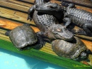 Tortues et alligators somnolent à Gatorland