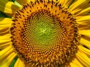 La fleur du soleil