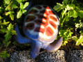 Tortue rouge, blanche et bleue