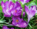 Crocus mauve