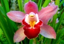 Orchidée