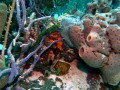 Plongée sous-marine aux Bahamas