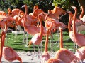 Flamands roses