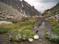 Fleurs alpines à Ala-Archa