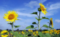 Tournesols