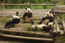 Groupe de pandas